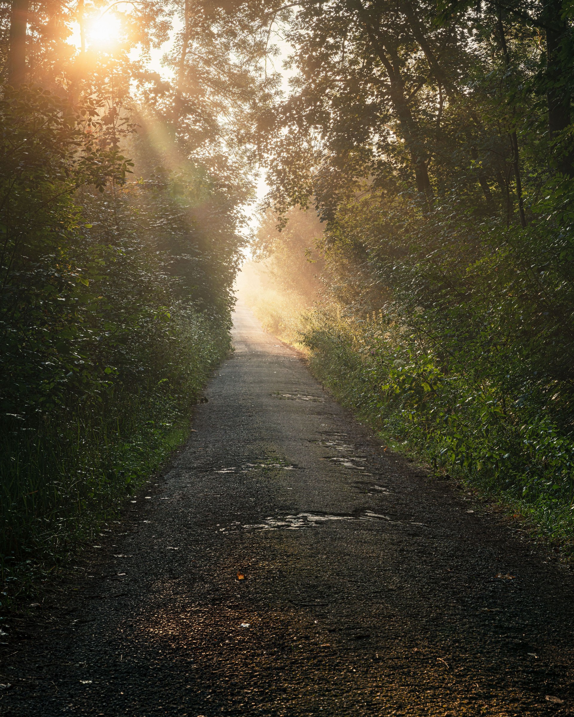Sunlit forest path with warm light